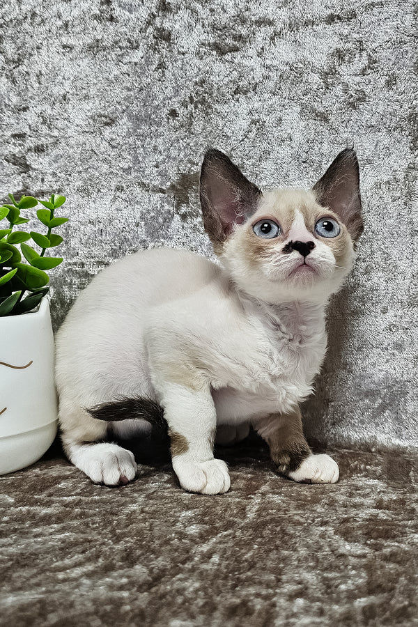 Magico | Devon Rex Kitten