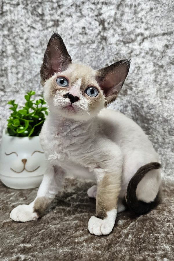Magico | Devon Rex Kitten