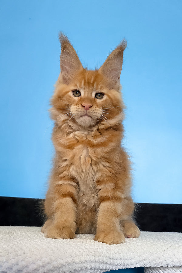 Magnat | Maine Coon Kitten