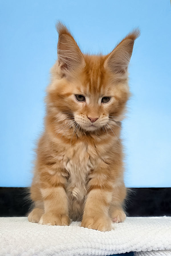 Magnat | Maine Coon Kitten