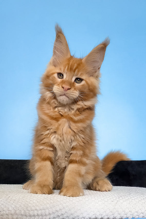 Magnat | Maine Coon Kitten