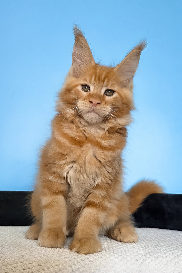 Magnat | Maine Coon Kitten