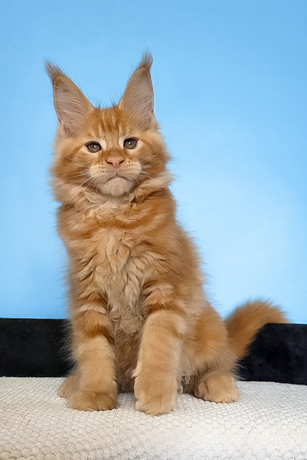 Magnat | Maine Coon Kitten