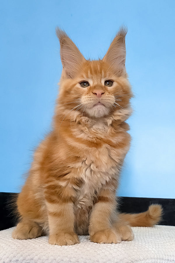 Magnat | Maine Coon Kitten