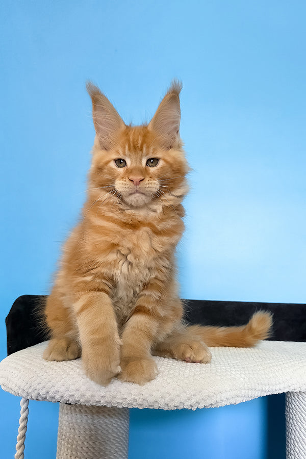 Magnat | Maine Coon Kitten