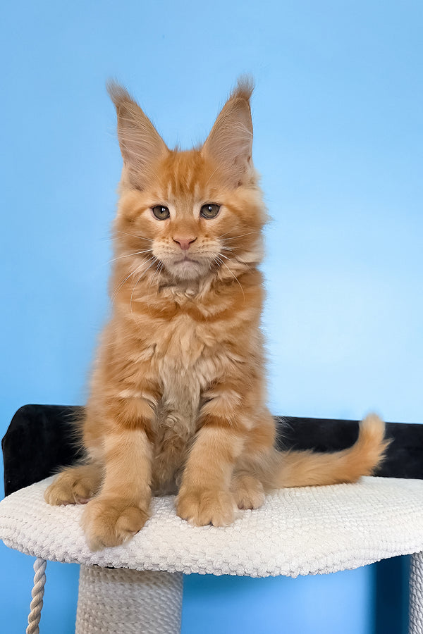 Magnat | Maine Coon Kitten