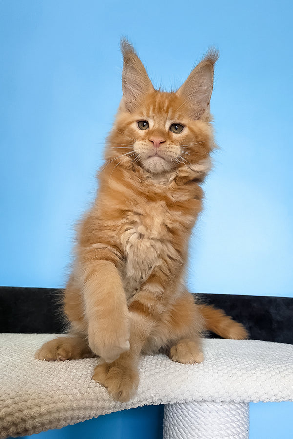 Magnat | Maine Coon Kitten