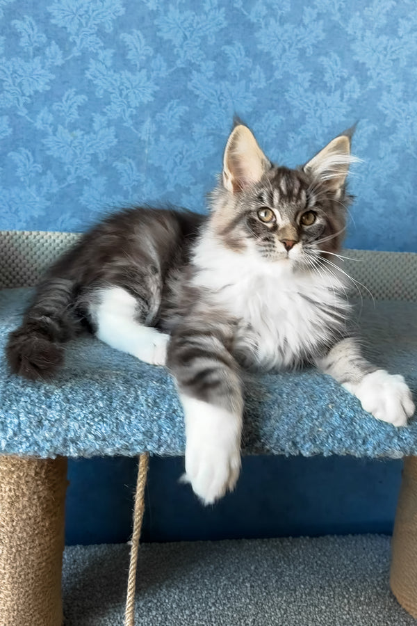Magnus | Maine Coon Kitten