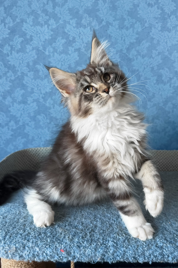 Magnus | Maine Coon Kitten