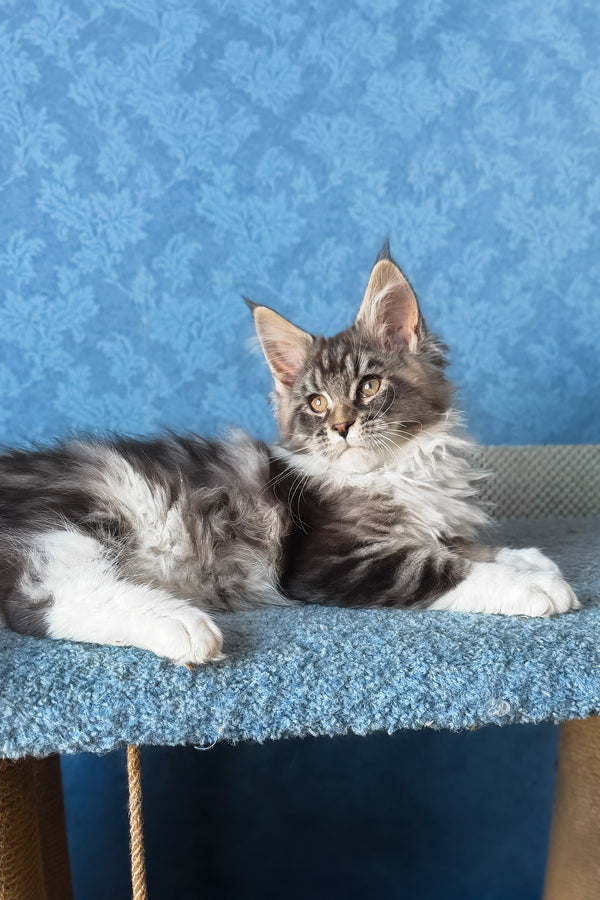 Magnus | Maine Coon Kitten