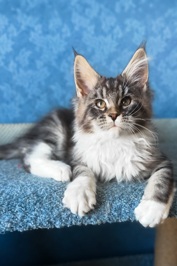 Magnus | Maine Coon Kitten