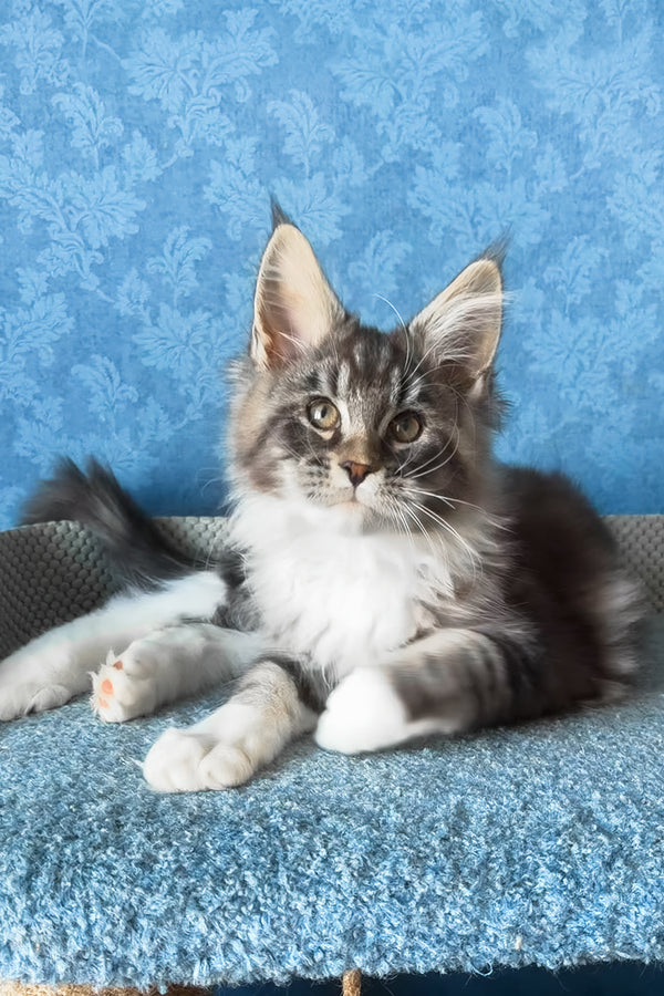 Magnus | Maine Coon Kitten