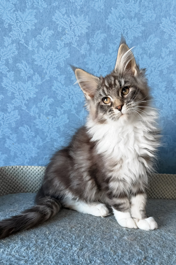 Magnus | Maine Coon Kitten