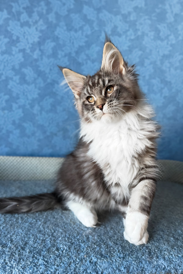 Magnus | Maine Coon Kitten