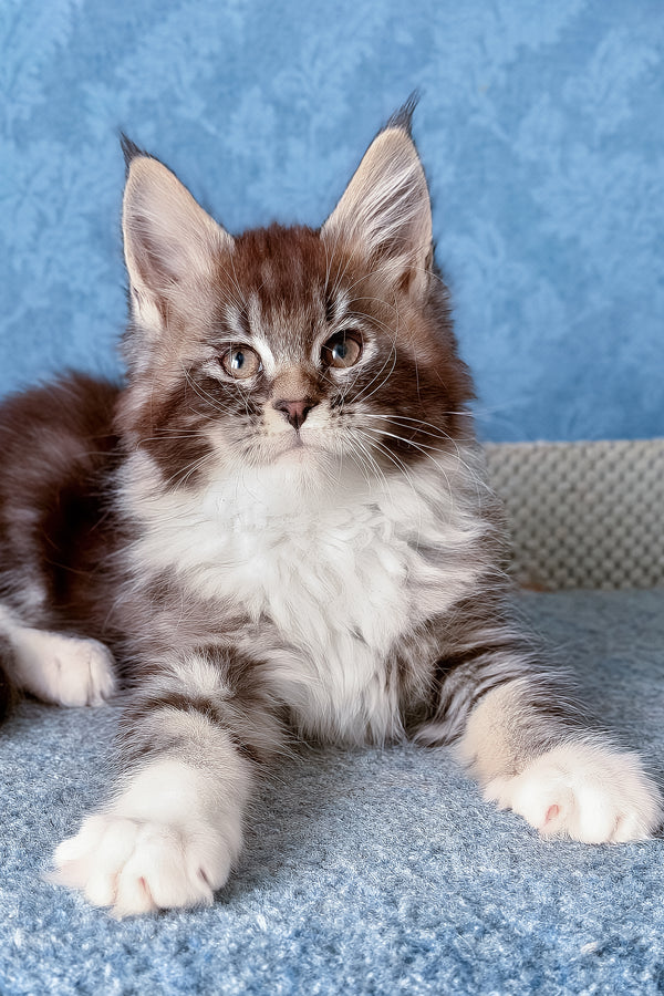 Magnus | Maine Coon Kitten