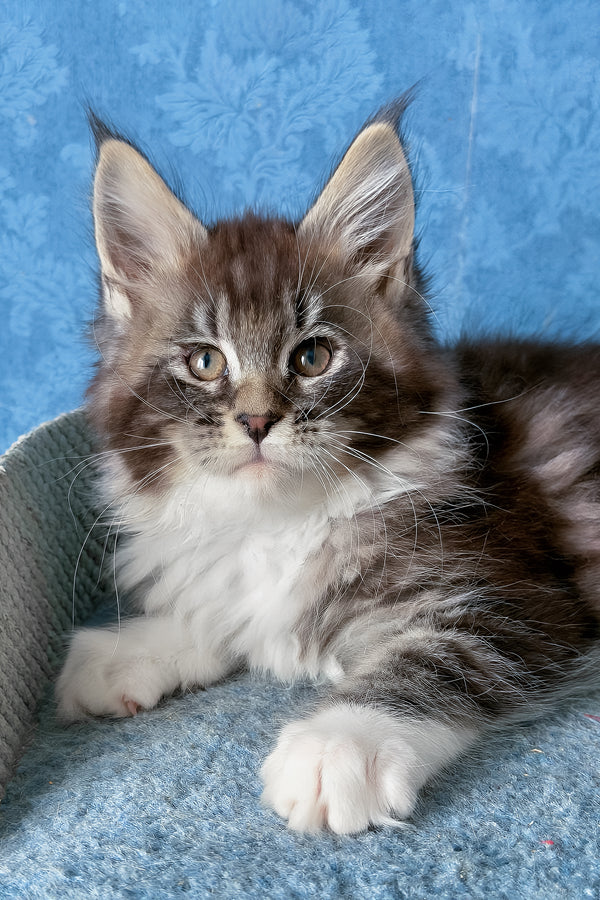 Magnus | Maine Coon Kitten
