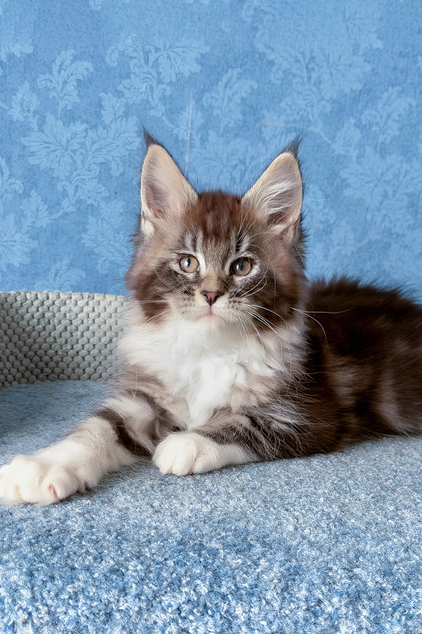 Magnus | Maine Coon Kitten