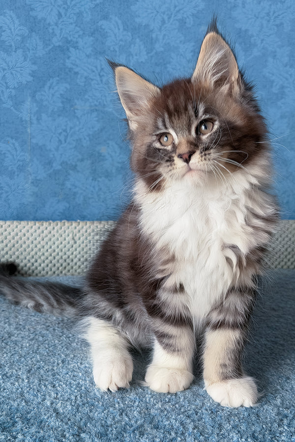 Magnus | Maine Coon Kitten