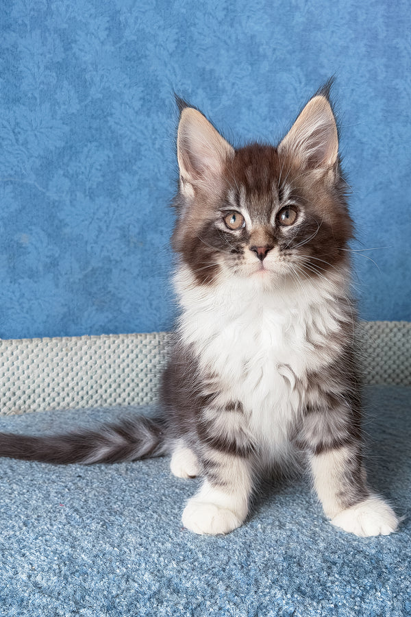 Magnus | Maine Coon Kitten