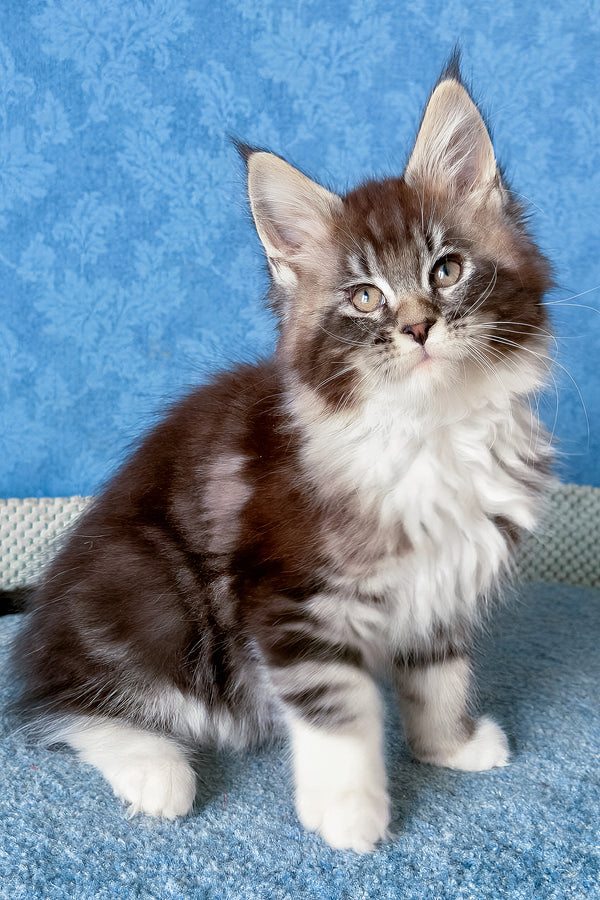 Magnus | Maine Coon Kitten