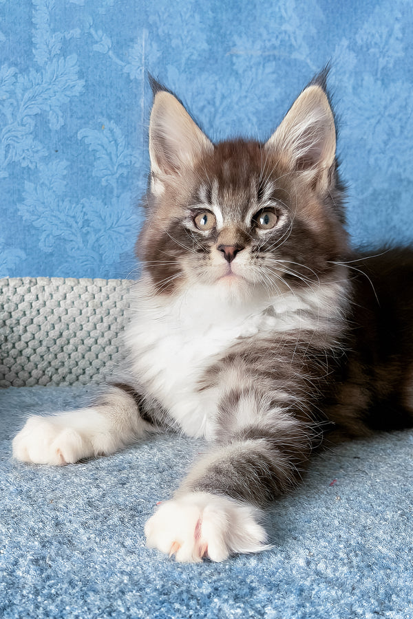 Magnus | Maine Coon Kitten