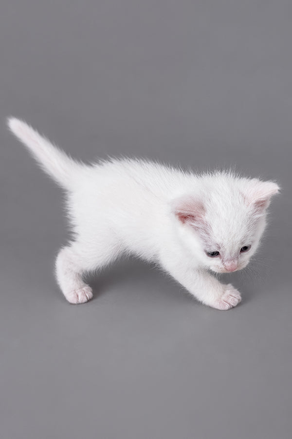 Mailo | Ragdoll Kitten