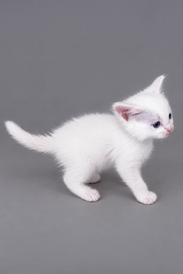 Mailo | Ragdoll Kitten