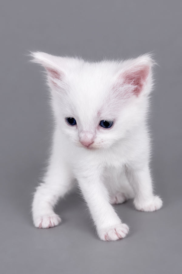 Mailo | Ragdoll Kitten