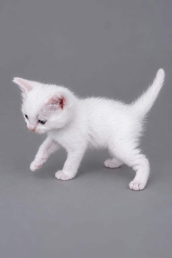 Mailo | Ragdoll Kitten