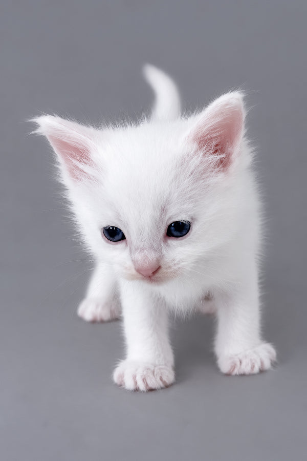 Mailo | Ragdoll Kitten