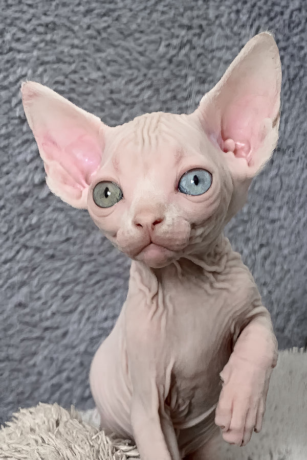 Majesty | Canadian Sphynx Kitten