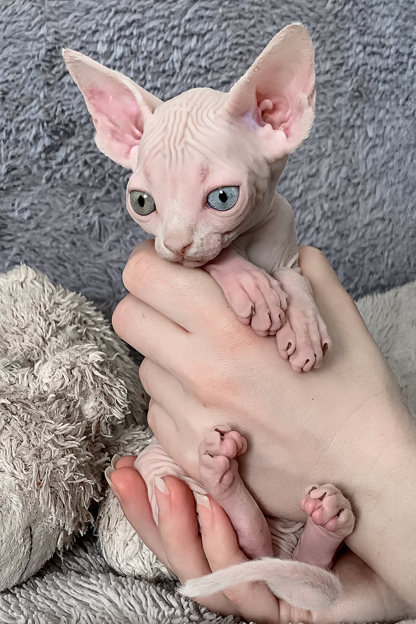 Majesty | Canadian Sphynx Kitten