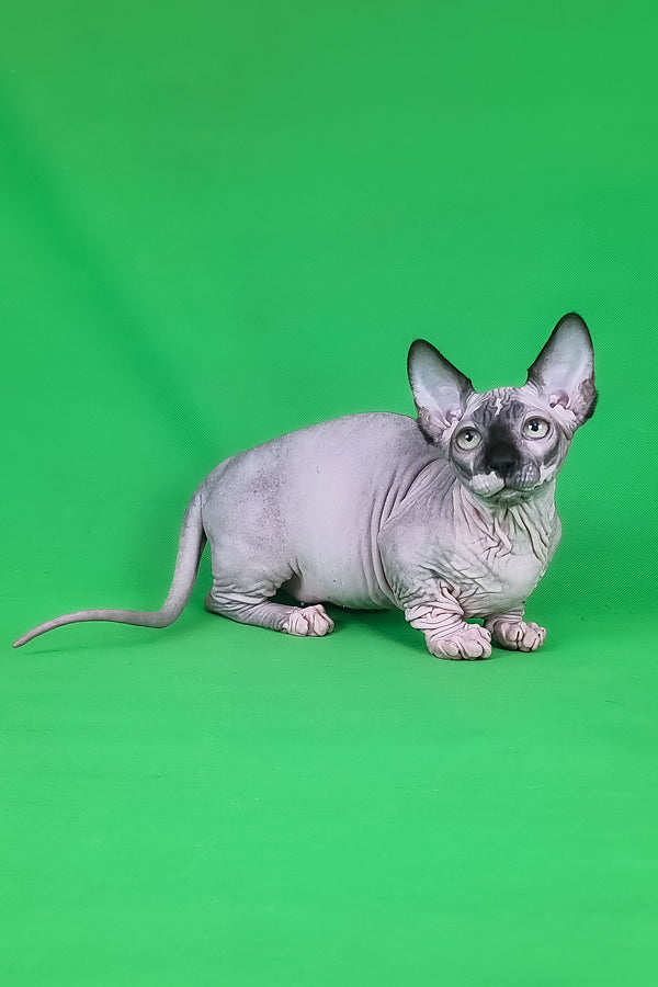 Makintosh | Bambino Sphynx Kitten