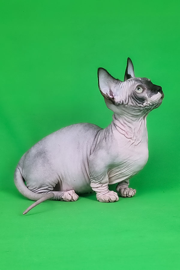 Makintosh | Bambino Sphynx Kitten