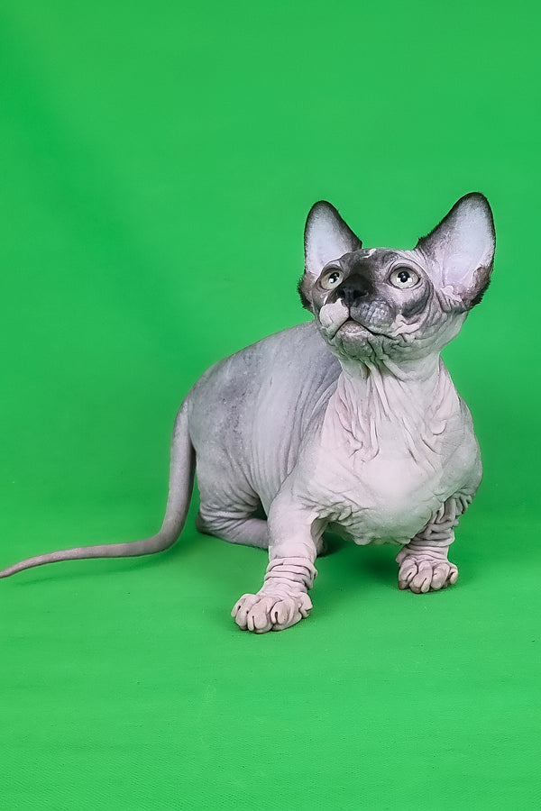 Makintosh | Bambino Sphynx Kitten