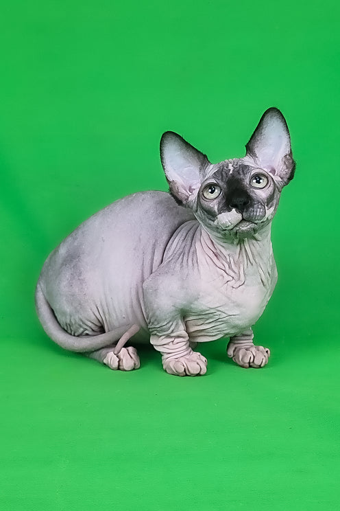 Makintosh | Bambino Sphynx Kitten
