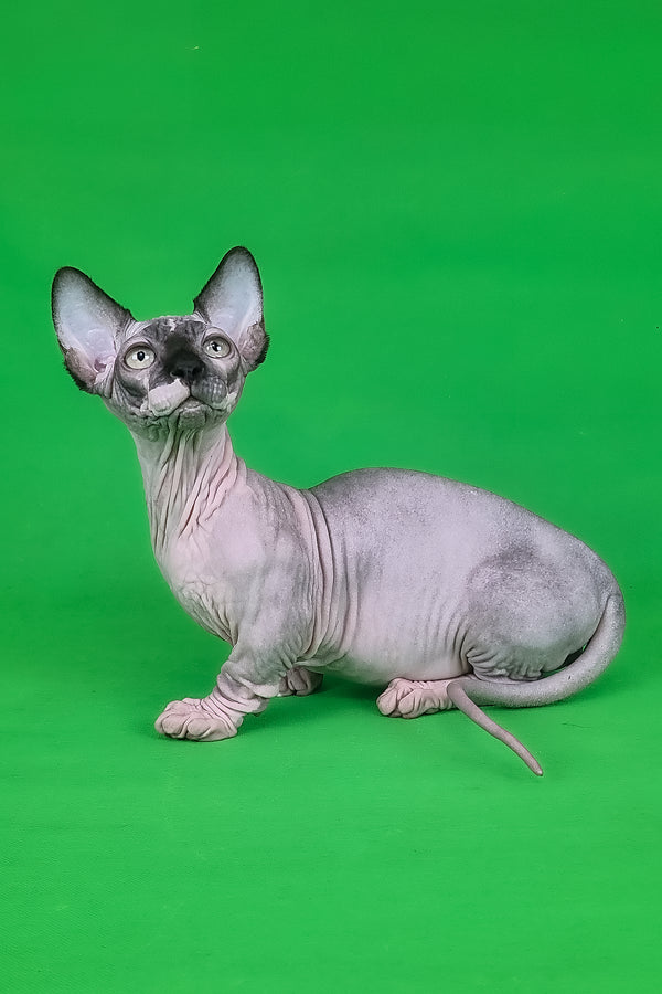 Makintosh | Bambino Sphynx Kitten