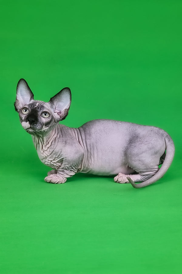 Makintosh | Bambino Sphynx Kitten