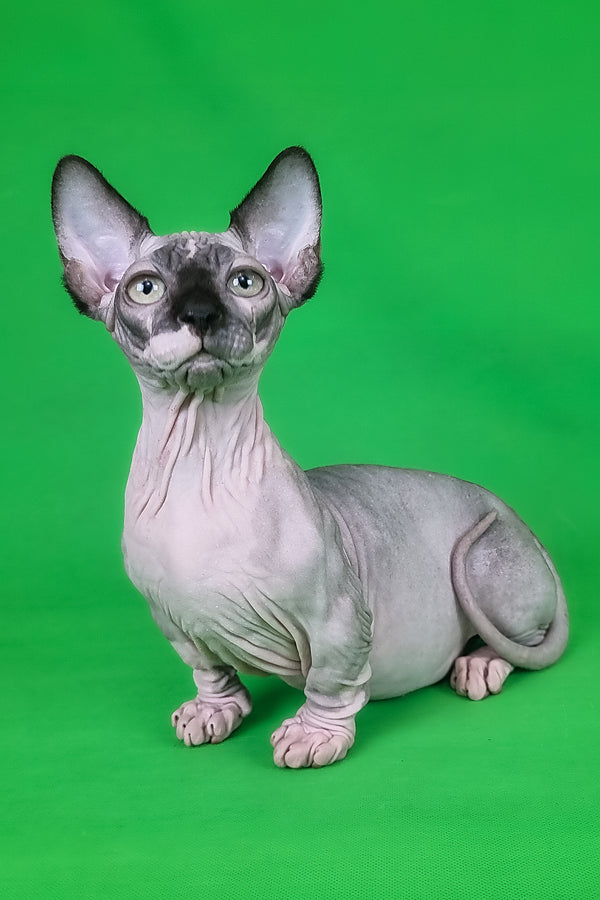 Makintosh | Bambino Sphynx Kitten