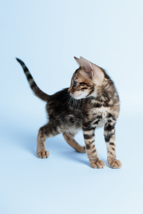 Edward | Bengal Kitten