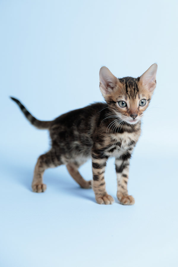 Edward | Bengal Kitten