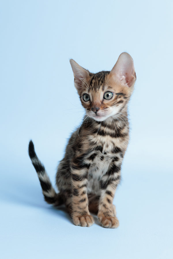 Edward | Bengal Kitten