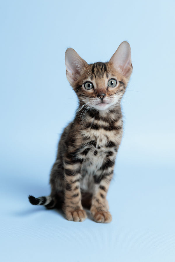 Edward | Bengal Kitten