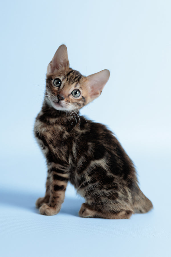 Edward | Bengal Kitten