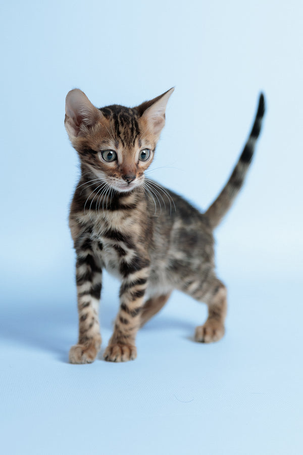 Edward | Bengal Kitten
