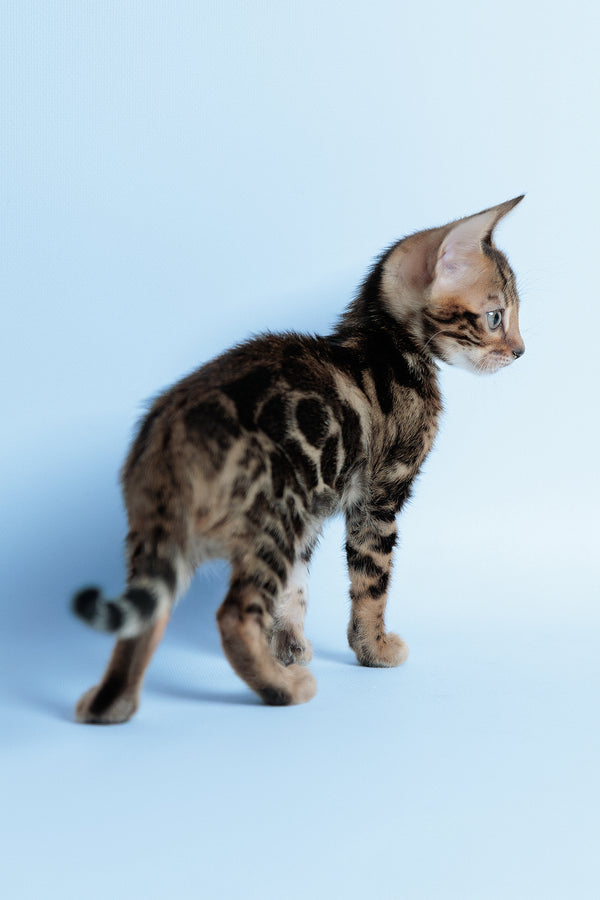Edward | Bengal Kitten