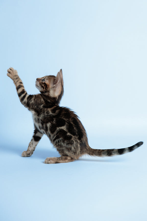 Edward | Bengal Kitten