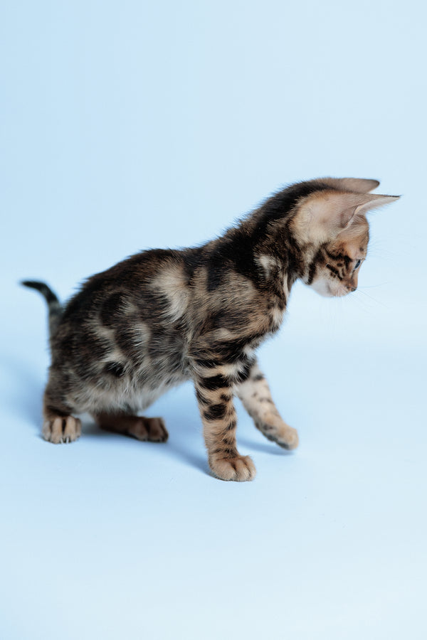 Edward | Bengal Kitten