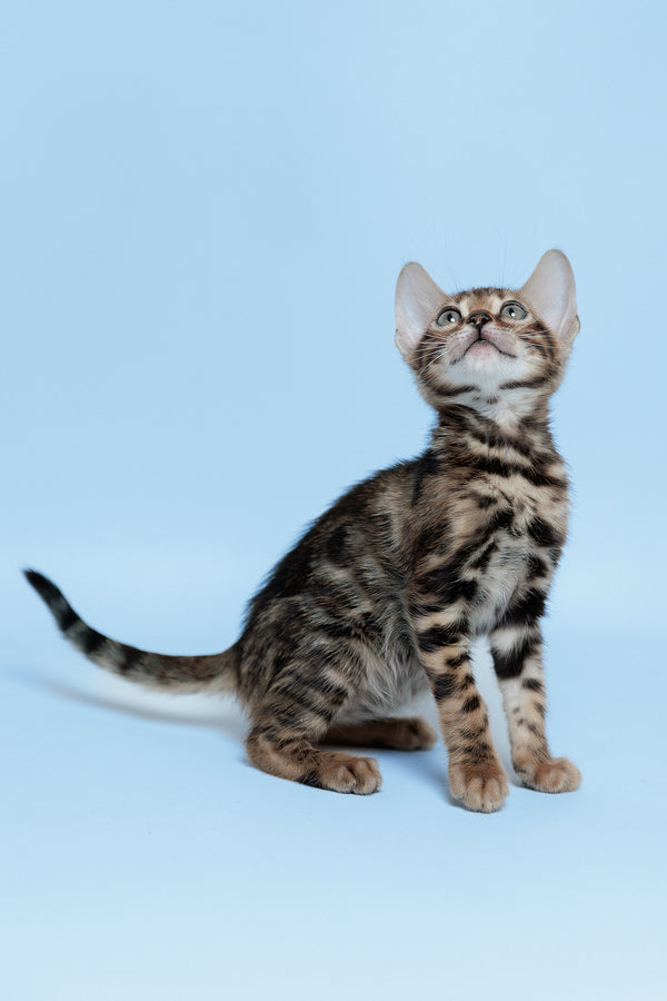 Edward | Bengal Kitten