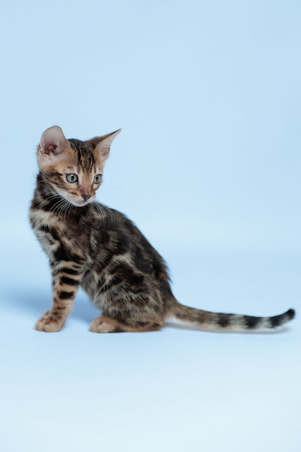 Edward | Bengal Kitten